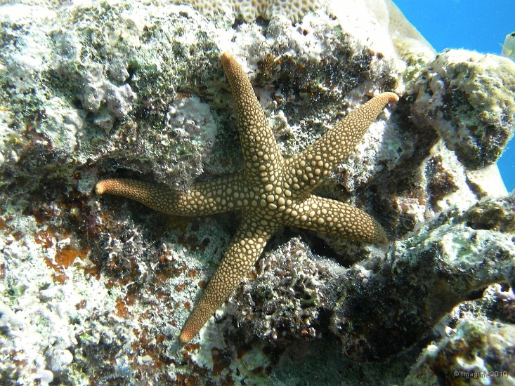 41- Etoile de mer ou asterie (ophidiasteridae) - Ilot Kouare.JPG
